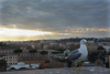 Même les oiseaux admirent Rome depuis le mont Palatin